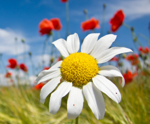 Summer holiday at the Europa-Feriendorf